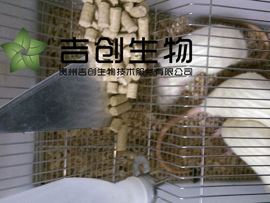 動(dòng)物飼養(yǎng)